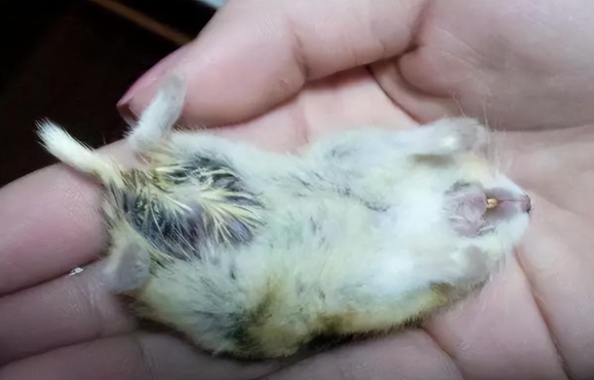 仓鼠的饲养方法及注意事项(仓鼠的喂养方法与注意事项)插图3