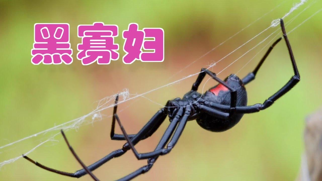 螳螂是益虫还是害虫(蟋蟀是益虫还是害虫)插图13