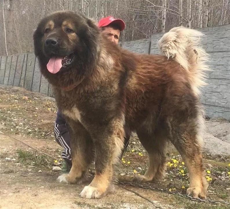 中国十大禁犬(中国十大禁养犬排名)插图15