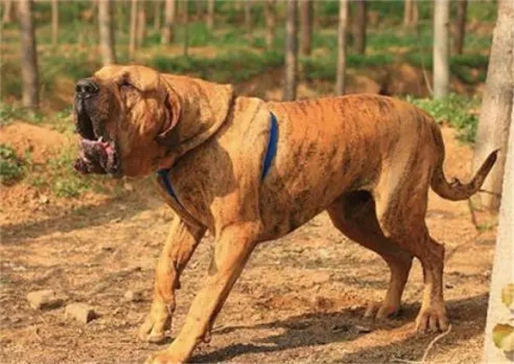 中国十大禁犬(中国十大禁养犬排名)插图3
