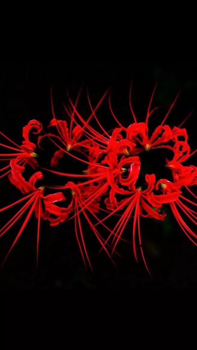 彼岸花图片大全高清图片(彼岸花图片高清图片)插图