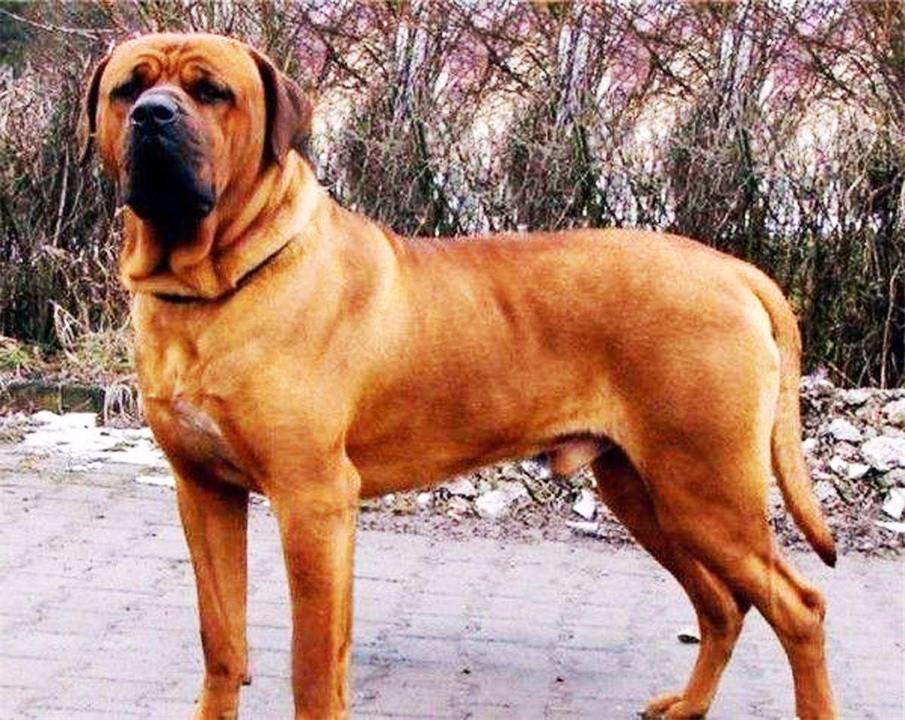 中国十大禁犬(中国十大禁养犬排名)插图10