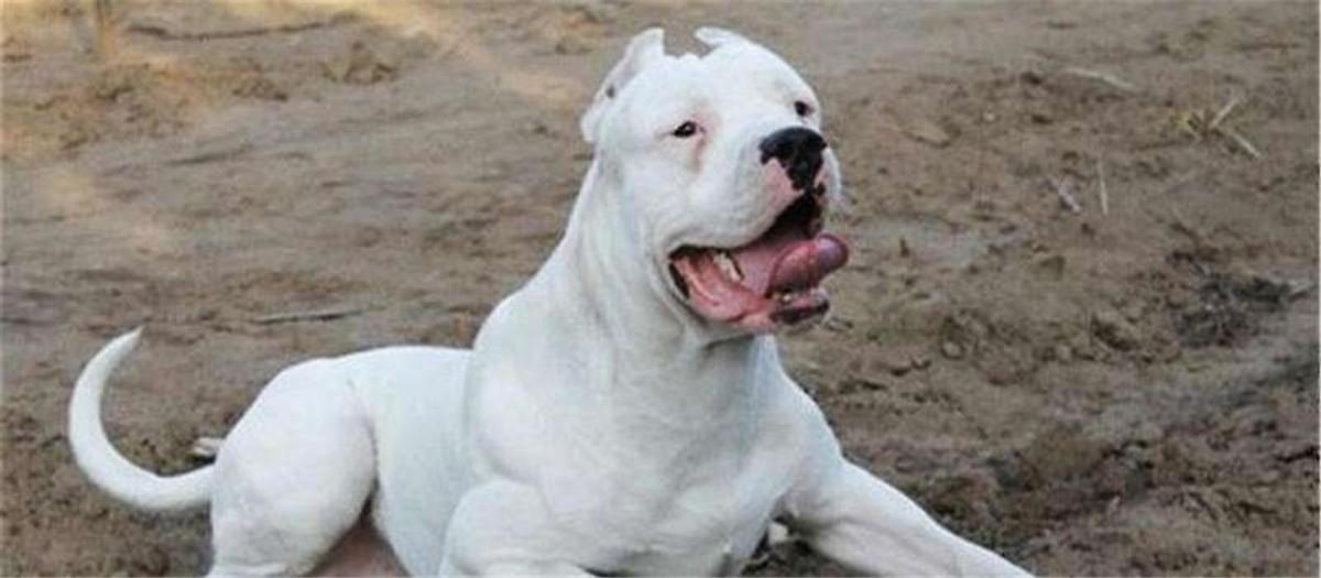 中国十大禁犬(中国十大禁养犬排名)插图6