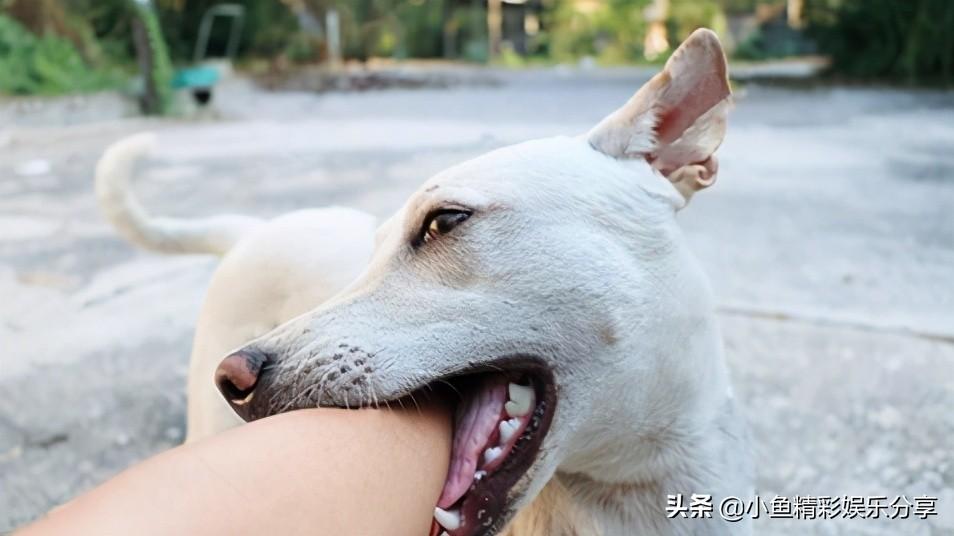 为什么黑狼犬喜欢咬主人(黑色狼犬与女主人)插图