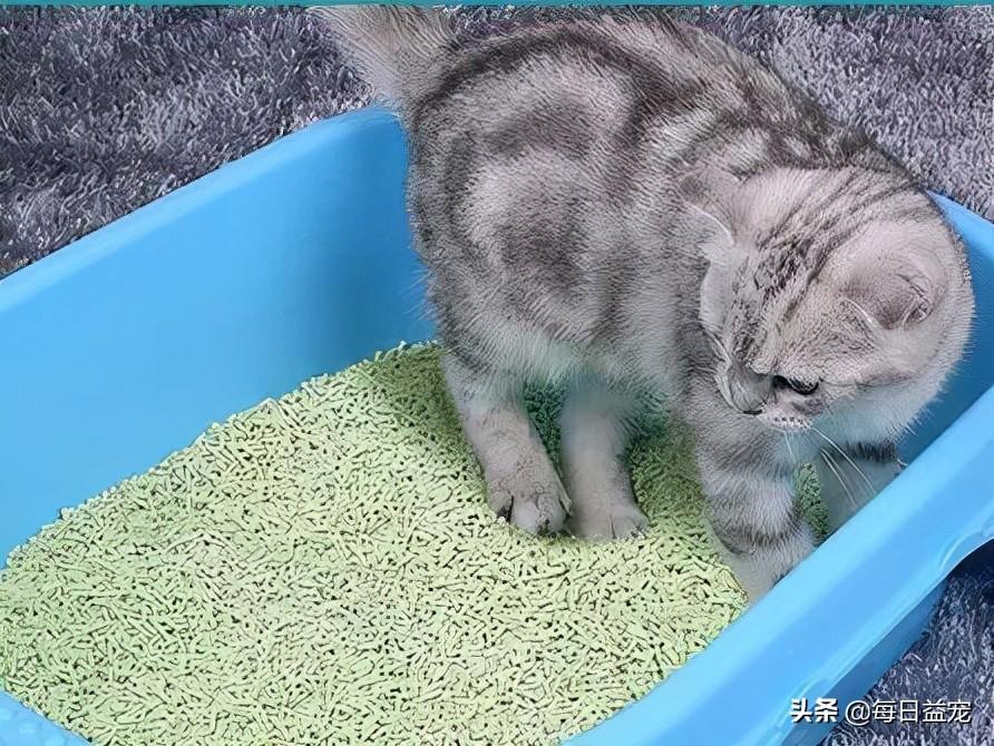 猫砂多久换一次需要全部倒掉吗(猫砂要全部倒掉换新的吗)