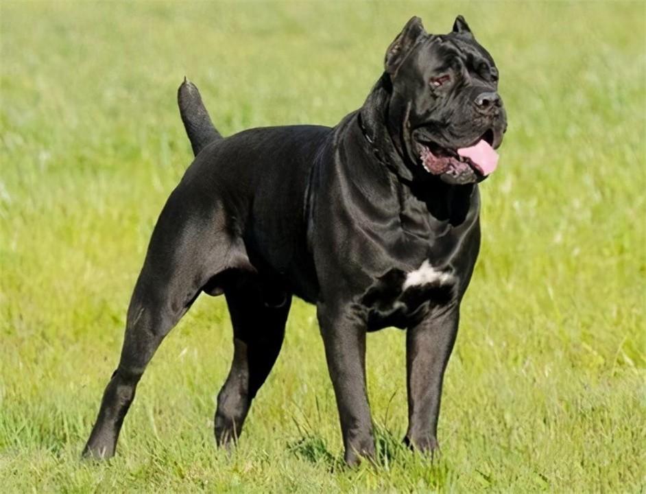 中国十大禁犬(中国十大禁养犬排名)插图12