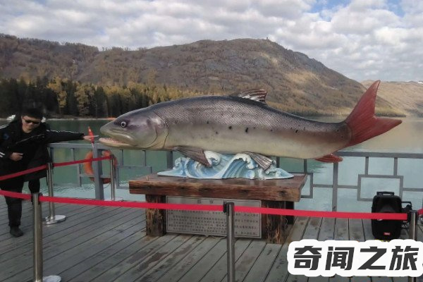 贵州西门塔尔小牛犊多少钱一头(河南驻马店小牛犊子多少钱一头)插图1