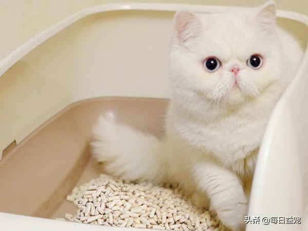 猫砂多久换一次需要全部倒掉吗(猫砂要全部倒掉换新的吗)插图