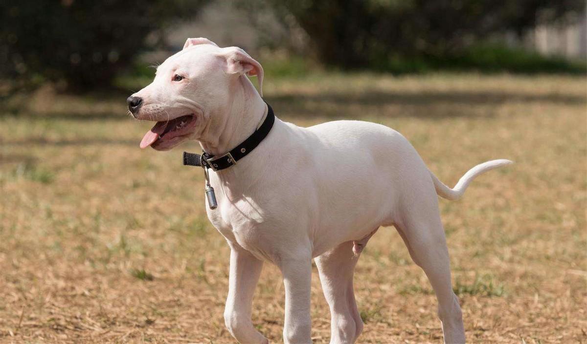 中国十大禁犬(中国十大禁养犬排名)插图7