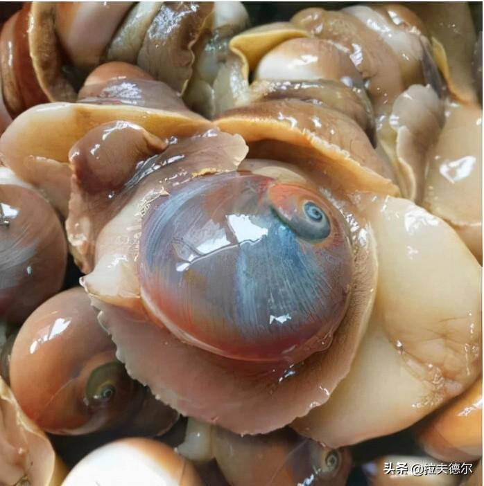 常见的45种海鲜贝壳(普通贝壳类海鲜有哪些)插图10
