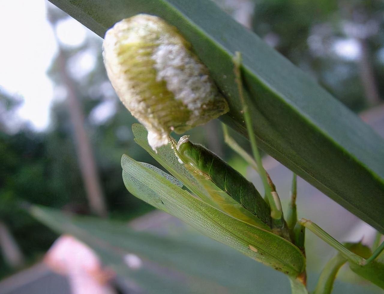 螳螂是益虫还是害虫(蟋蟀是益虫还是害虫)插图7