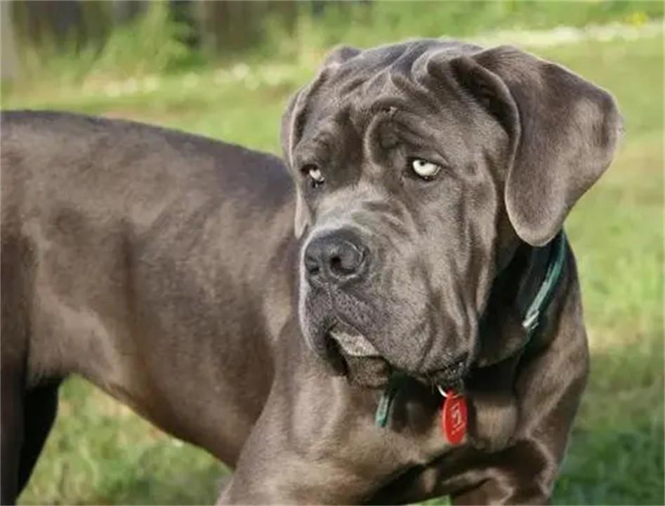 中国十大禁犬(中国十大禁养犬排名)插图1