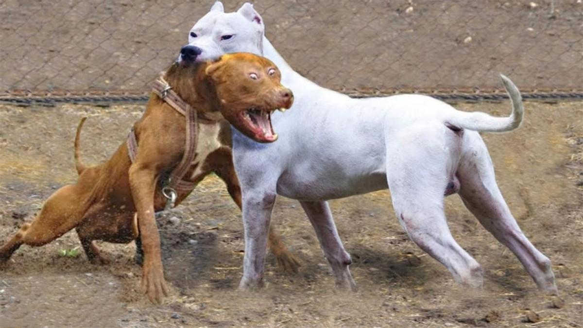 中国十大禁犬(中国十大禁养犬排名)插图16