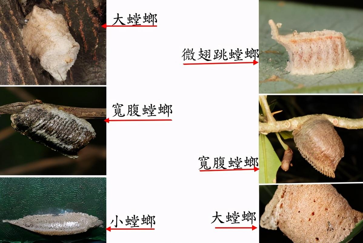 螳螂是益虫还是害虫(蟋蟀是益虫还是害虫)插图14