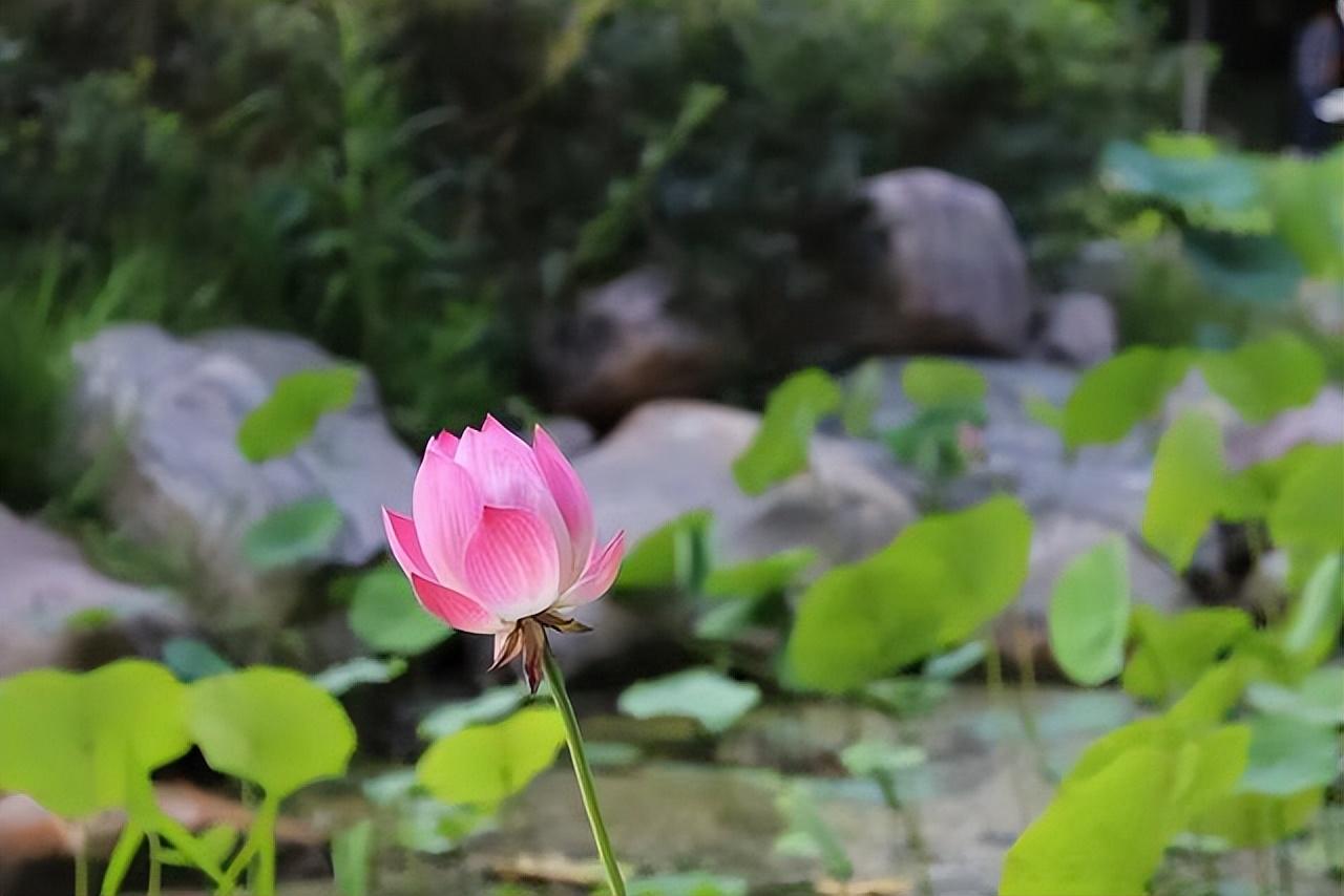 特别厌恶母亲是心理疾病(厌恶母亲是什么心理)插图6
