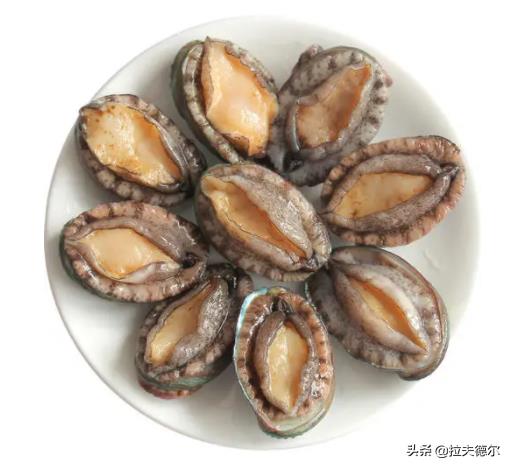 常见的45种海鲜贝壳(普通贝壳类海鲜有哪些)插图8