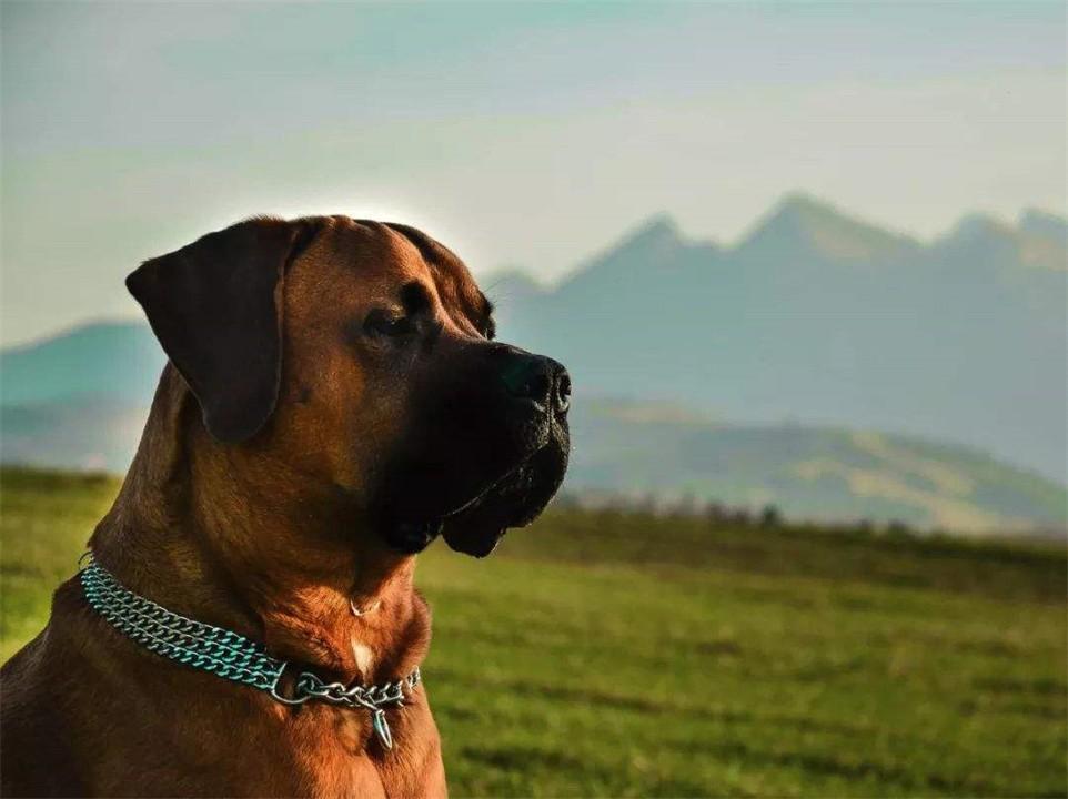 中国十大禁犬(中国十大禁养犬排名)插图11