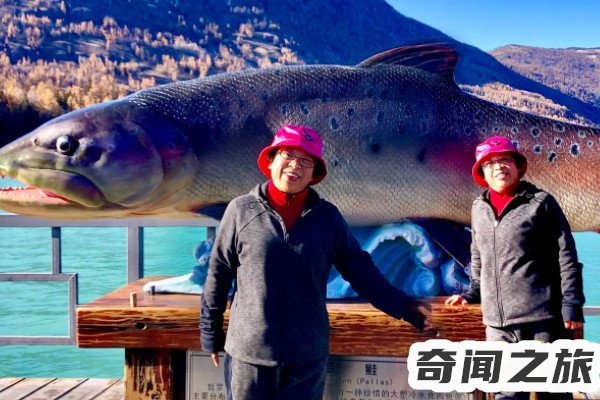 贵州西门塔尔小牛犊多少钱一头(河南驻马店小牛犊子多少钱一头)插图
