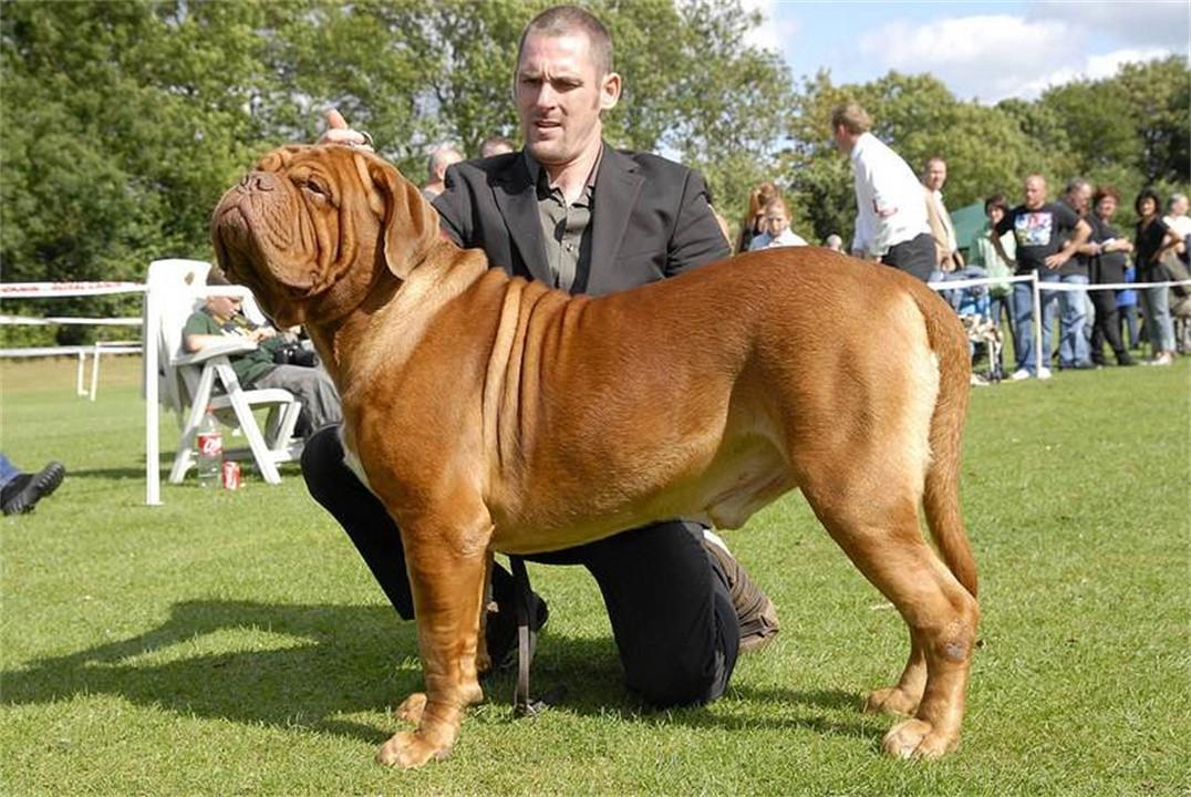 中国十大禁犬(中国十大禁养犬排名)插图