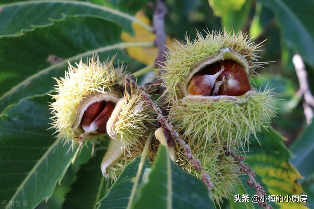 板栗内膜怎么去掉方法(板栗剥皮后内膜怎么去掉)