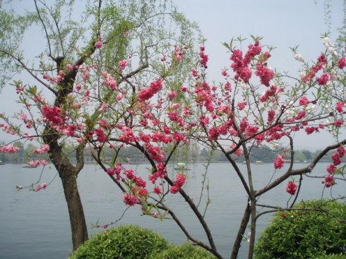 西湖十景介绍简短 (西湖美景介绍100字左右)插图3