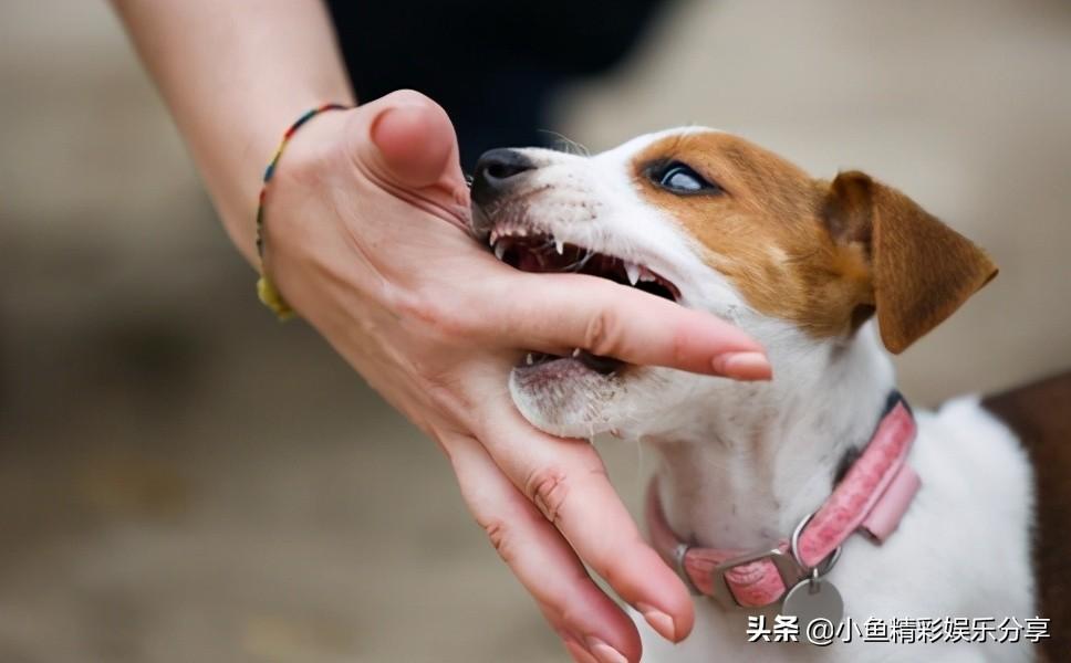 为什么黑狼犬喜欢咬主人(黑色狼犬与女主人)插图1