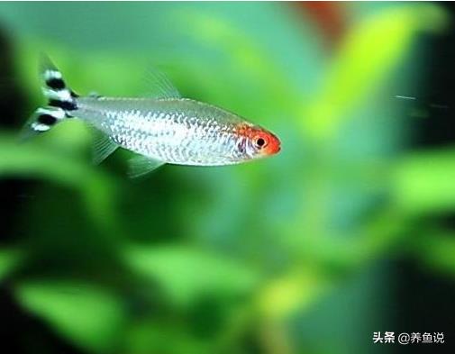 十大养不死的灯科鱼(十种养不死的小鱼)插图1