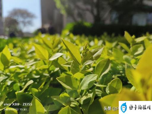 vivox80价格最新(vivox70)插图21