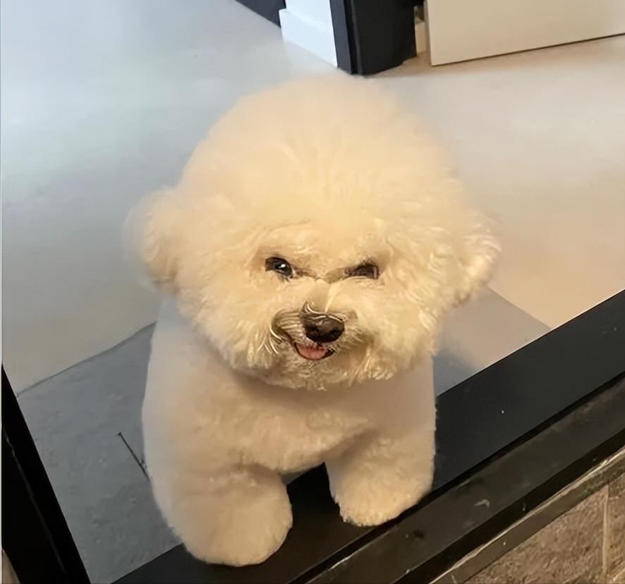 比熊犬多少钱一只(泰迪多少钱一只)插图7