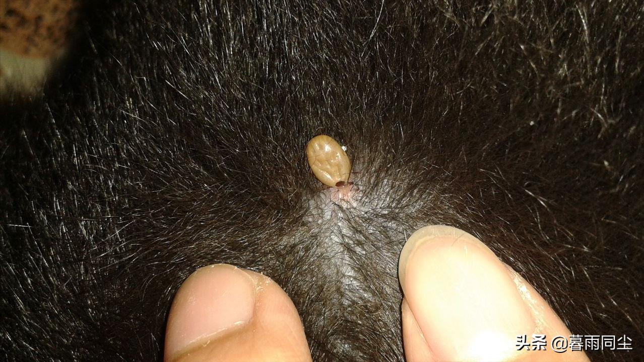 蜱虫最怕3个克星(蜱虫最怕什么喷剂)