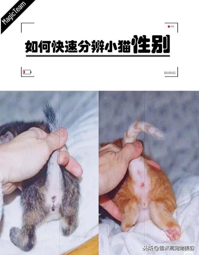 刚出生小猫公母分辨图(小猫怎么分公母图解)