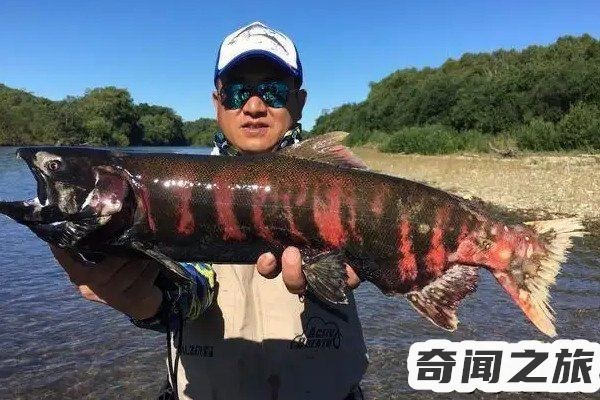 贵州西门塔尔小牛犊多少钱一头(河南驻马店小牛犊子多少钱一头)插图2