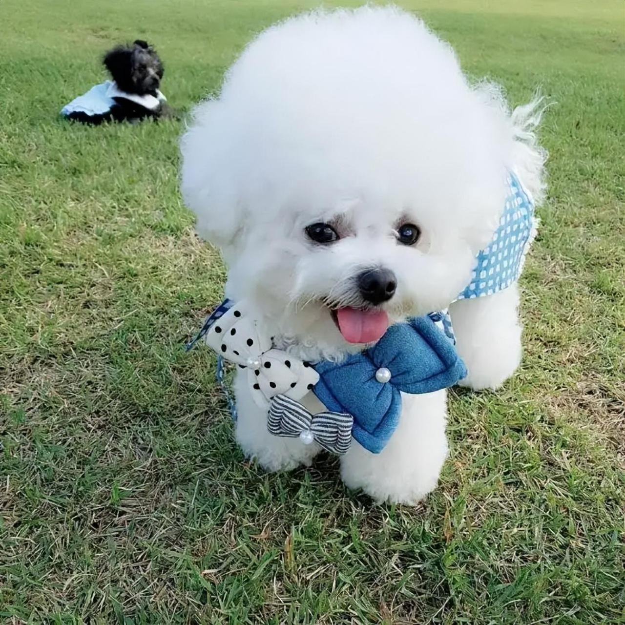 比熊犬多少钱一只(泰迪多少钱一只)插图4