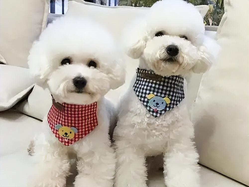 比熊犬多少钱一只(泰迪多少钱一只)插图1