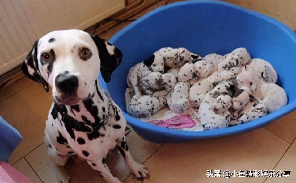 为什么黑狼犬喜欢咬主人(黑色狼犬与女主人)
