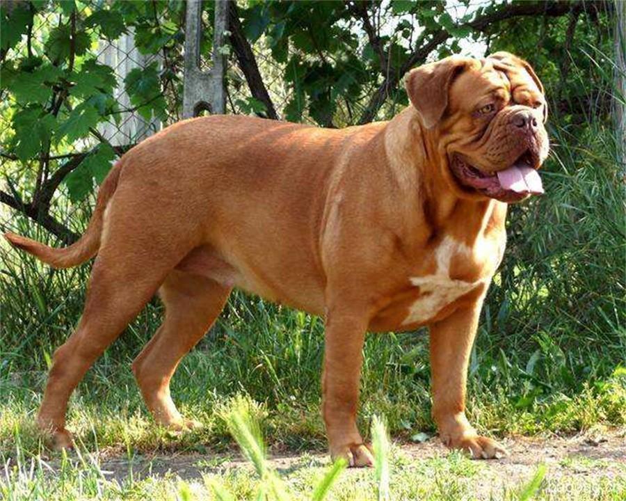 中国十大禁犬(中国十大禁养犬排名)插图5