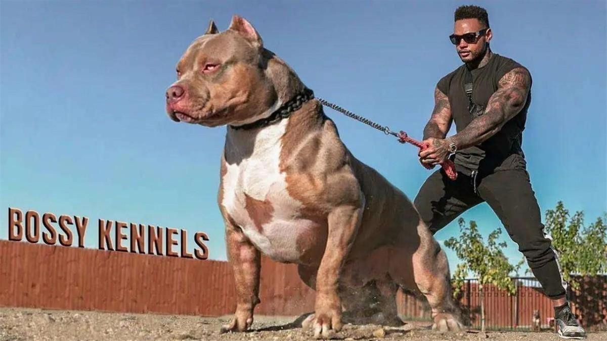 中国十大禁犬(中国十大禁养犬排名)插图17