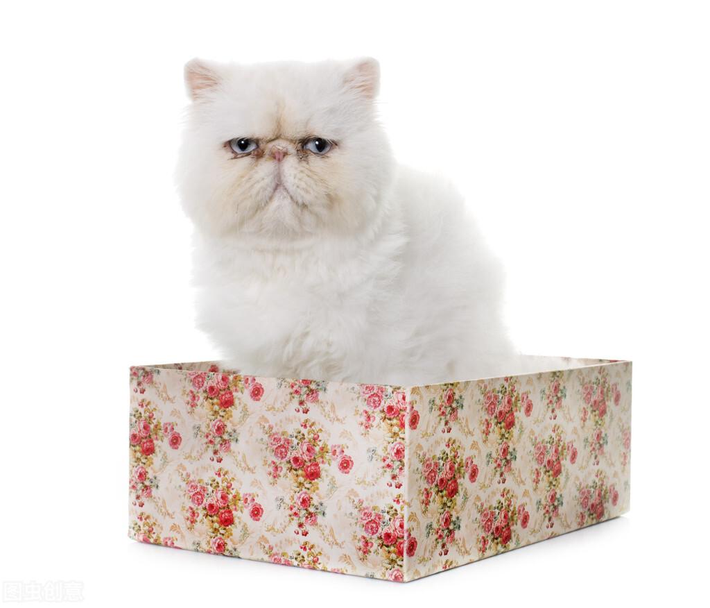 猫眼睛里有泪水像哭了一样(猫眼睛里有眼泪的感觉)插图