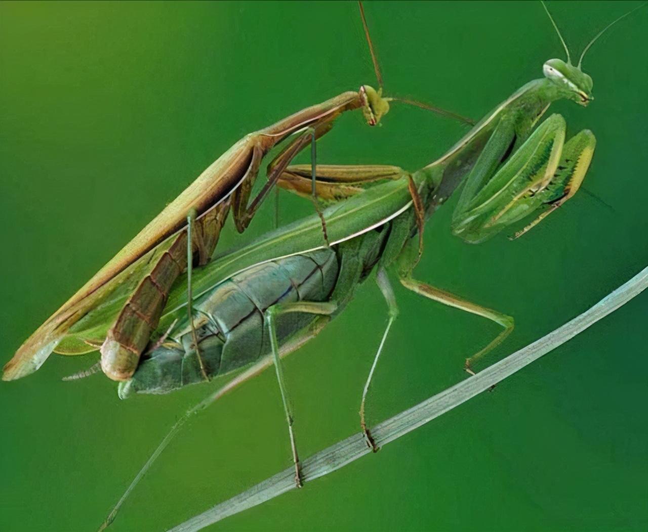 螳螂是益虫还是害虫(蟋蟀是益虫还是害虫)插图10