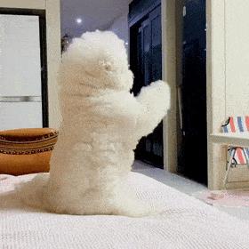 比熊犬多少钱一只(泰迪多少钱一只)插图