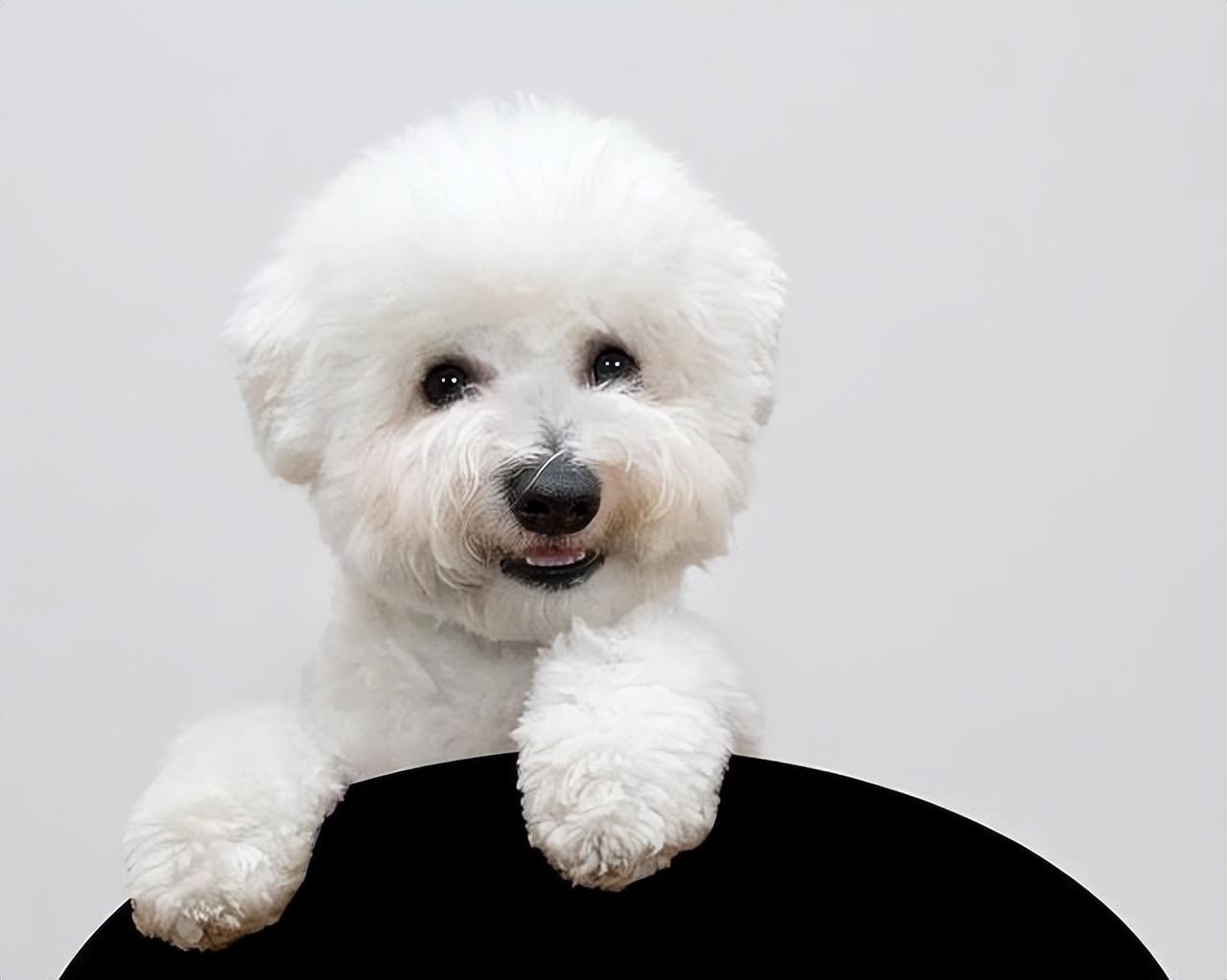 比熊犬多少钱一只(泰迪多少钱一只)插图9