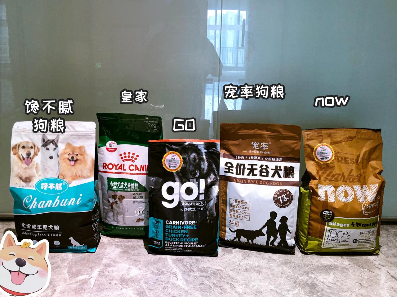 比熊犬多少钱一只(泰迪多少钱一只)插图10