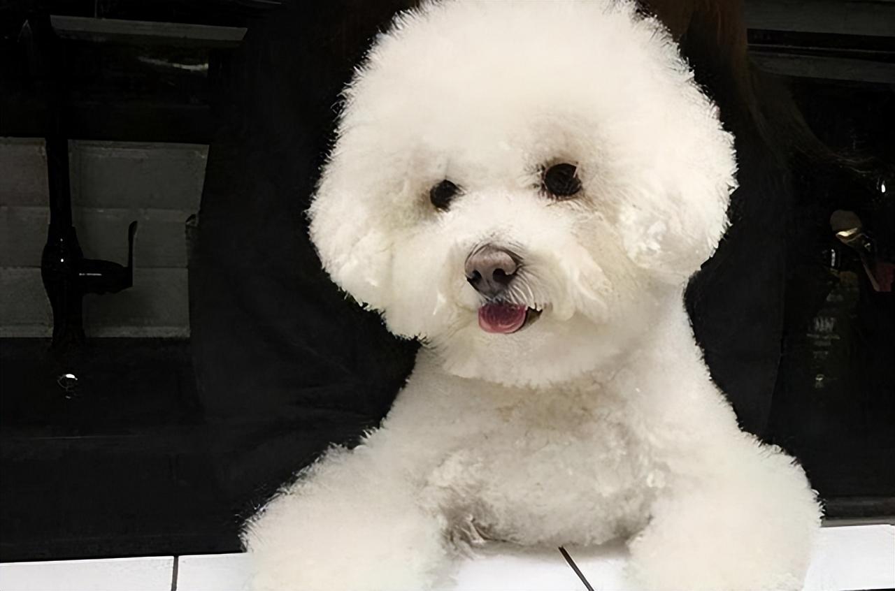 比熊犬多少钱一只(泰迪多少钱一只)插图3