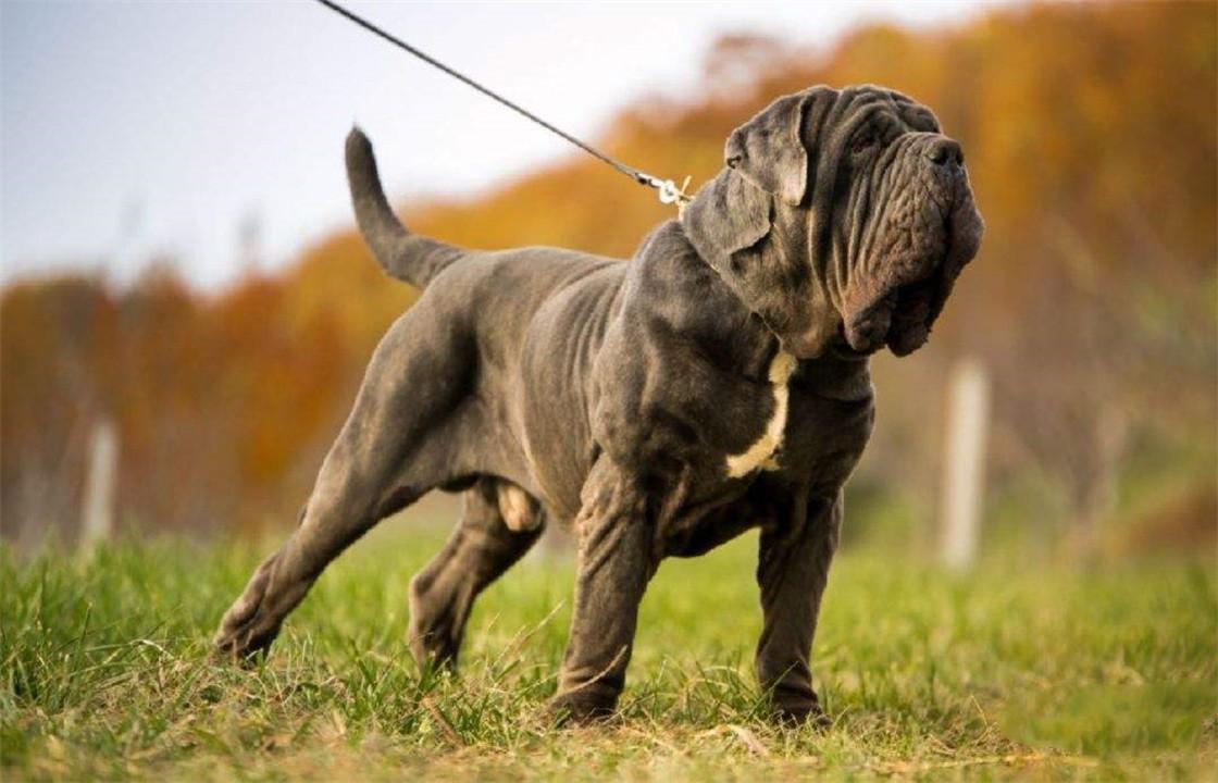 中国十大禁犬(中国十大禁养犬排名)插图8