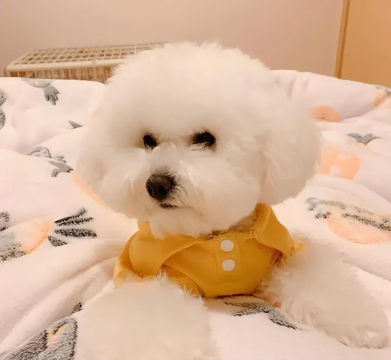 比熊犬多少钱一只(泰迪多少钱一只)插图2