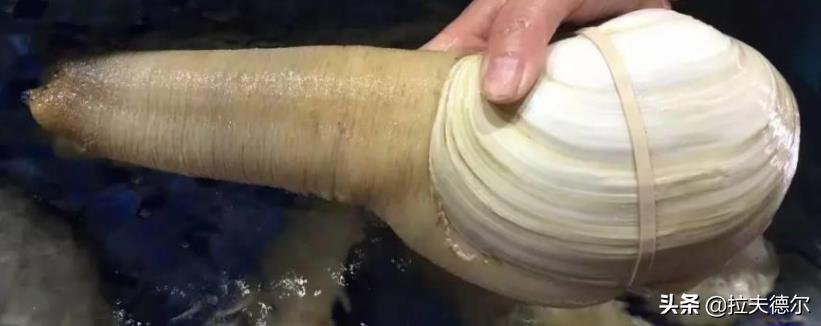 常见的45种海鲜贝壳(普通贝壳类海鲜有哪些)插图9