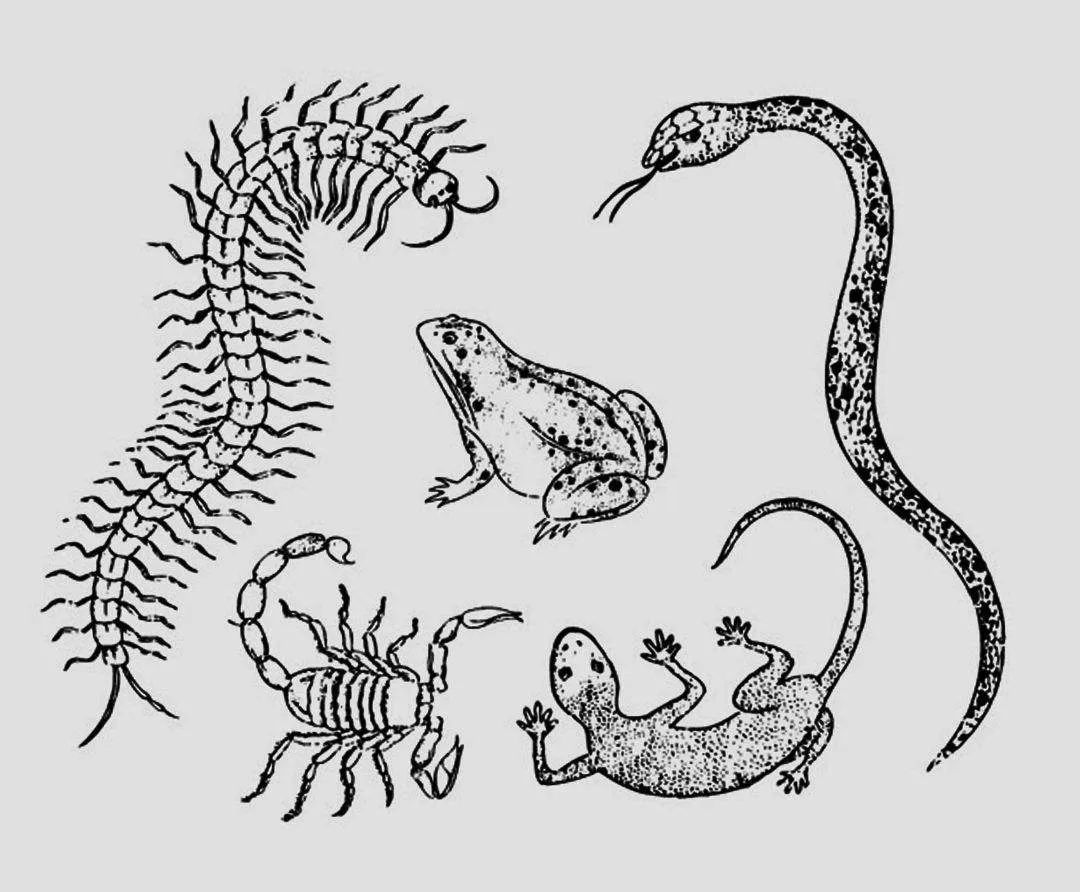 壁虎在家里是什么征兆(壁虎进家里怎么处理)插图5