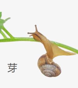 蜗牛会吸血吗(蜗牛会咬人吗)插图8