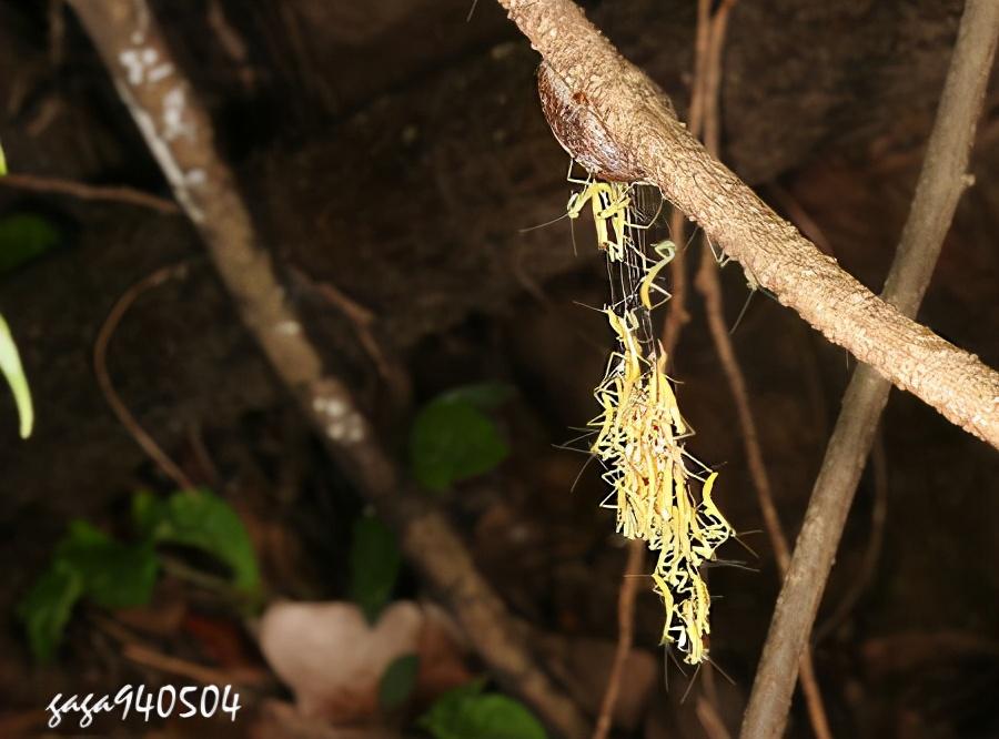 螳螂是益虫还是害虫(蟋蟀是益虫还是害虫)