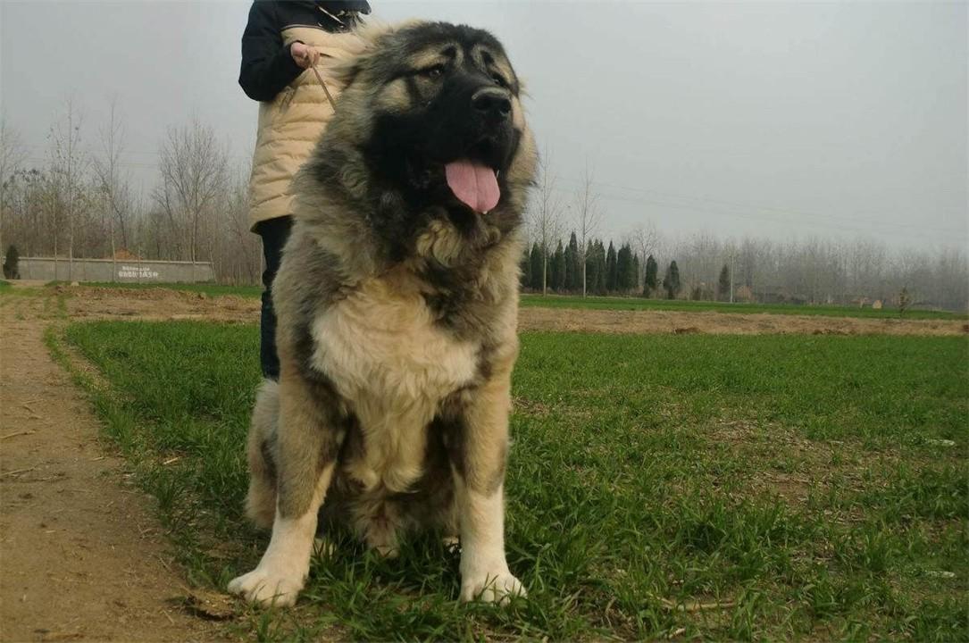 中国十大禁犬(中国十大禁养犬排名)插图14